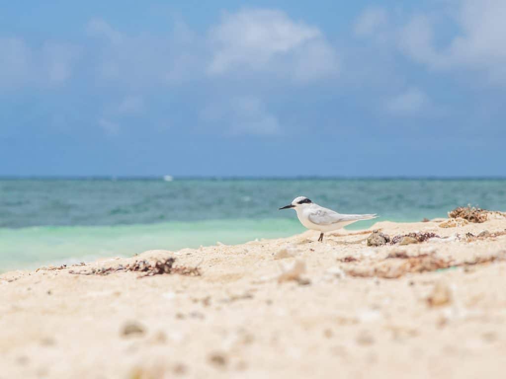 plage en nouvelle calédonie