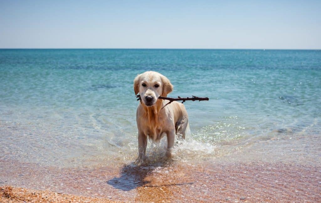 chien à la plage