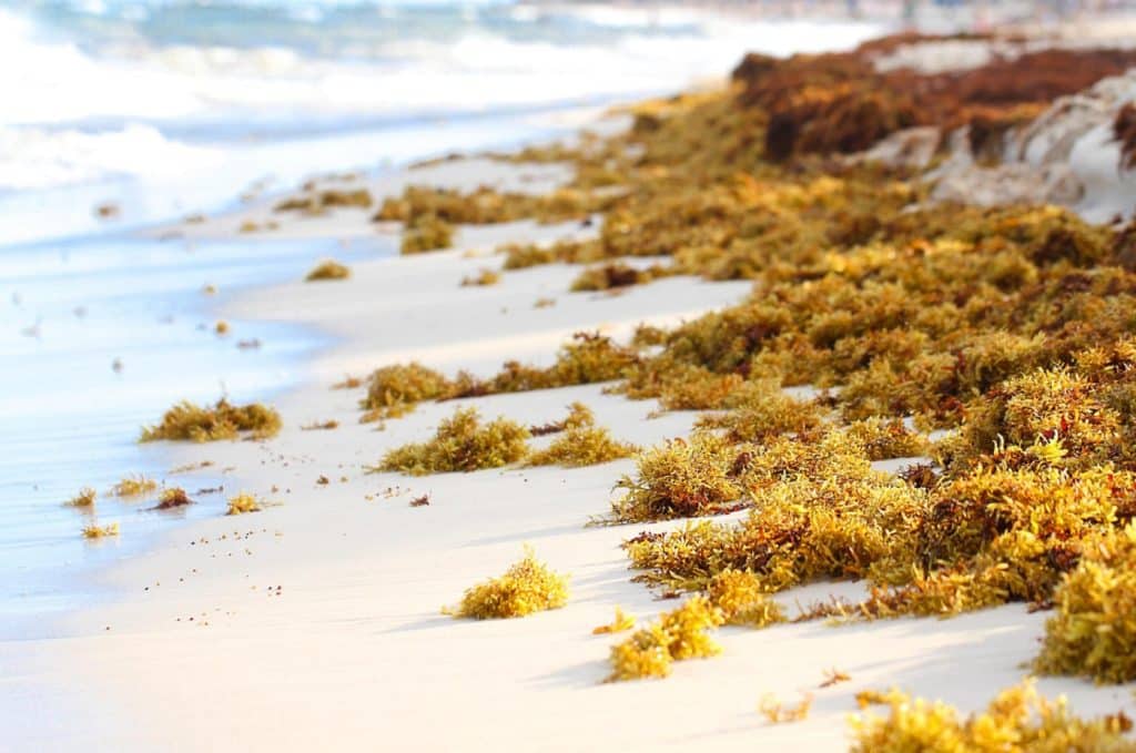 algues sur la plage