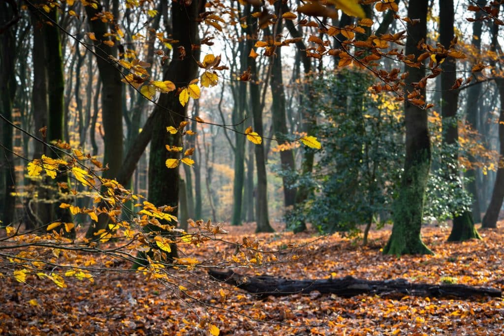 foret en automne