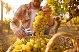 vendanges en France